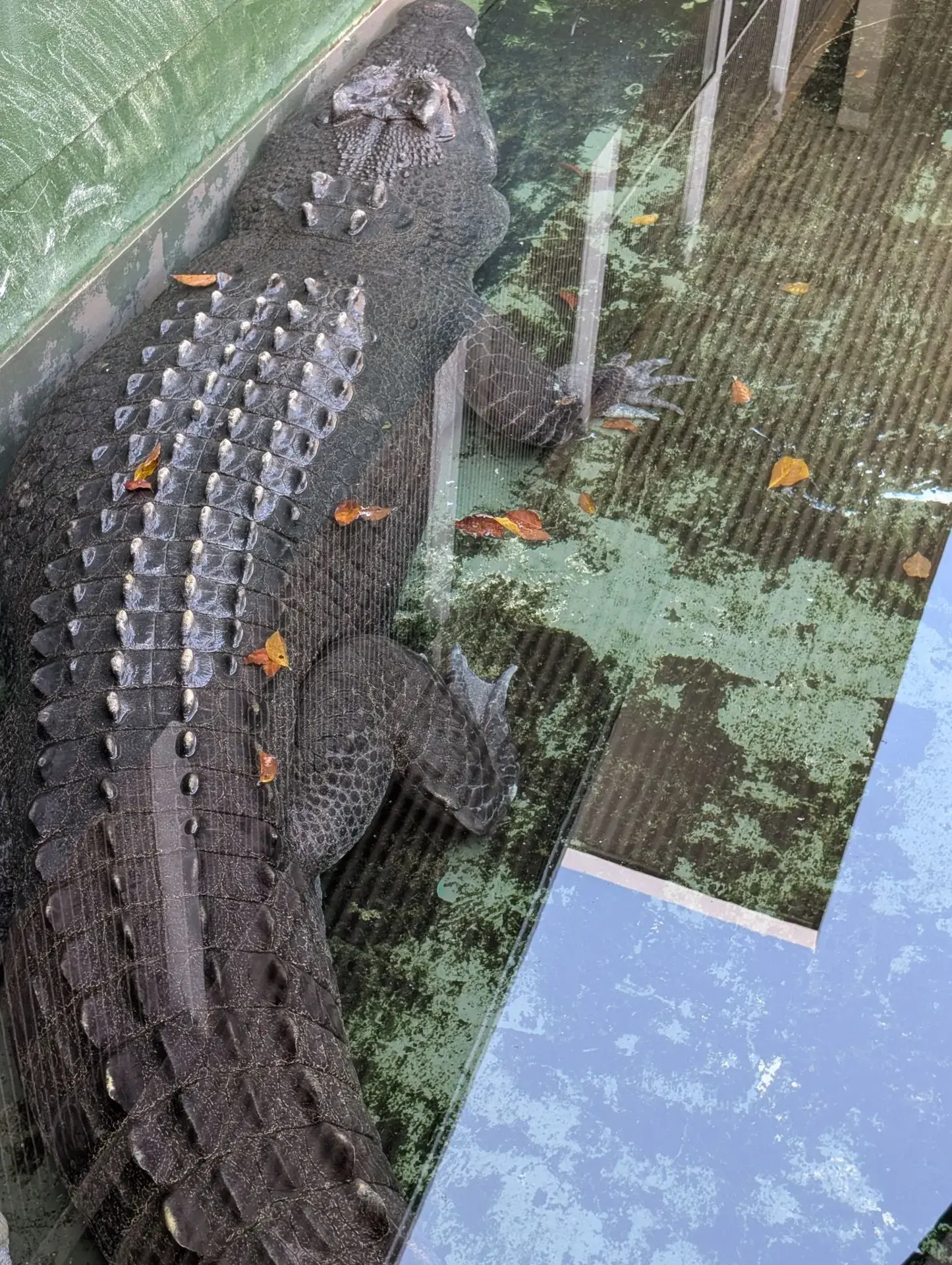 Unforgettable Family Fun at Crocosaurus Cove in Darwin