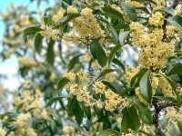 キンモクセイ香る「桂花公園」