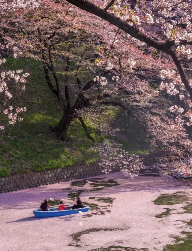 ❤️❤️Japan Cherry Blossom Season | Top 5 Cherry Blossom Viewing Spots in Tokyo