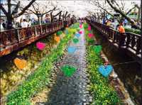 Don't miss the cherry blossoms in Zhenhai when enjoying cherry blossoms in Korea.