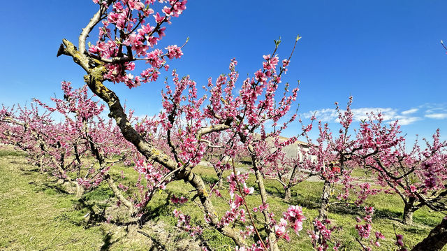 Stroll through Aitona, the flower town of Lleida province in Spain.