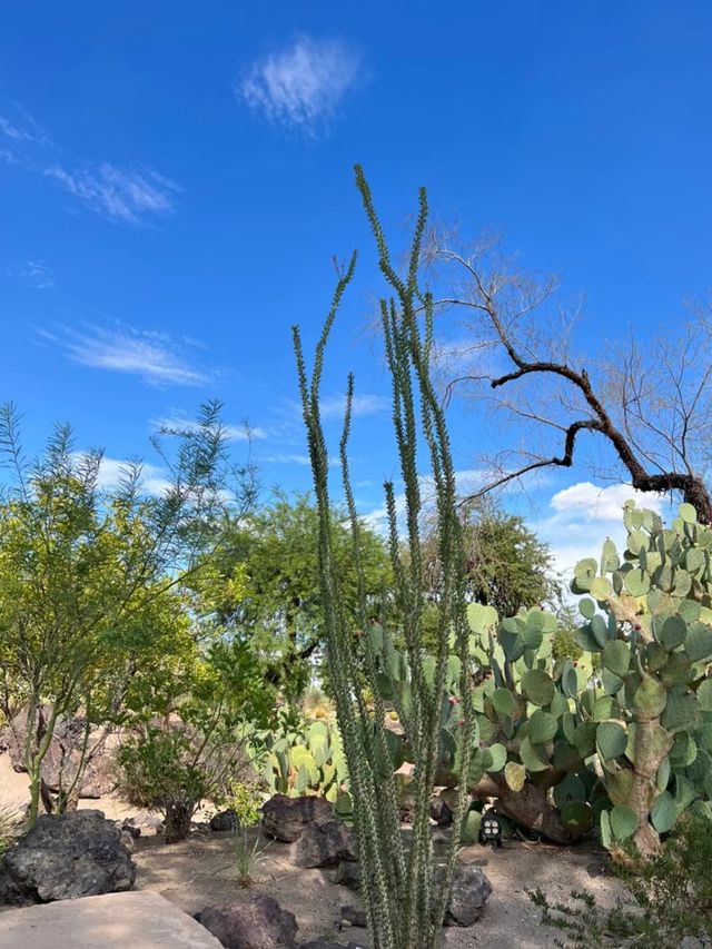 Las Vegas - Cactus Botanical Garden