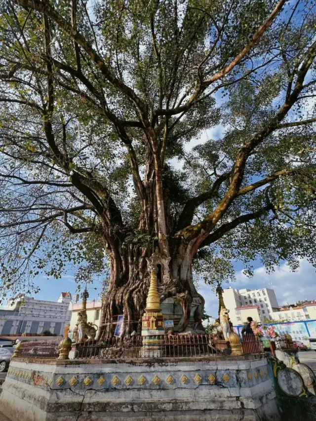 Tree Wrapped Pagoda| The pagoda is topped with a tree, and the tree wraps around the pagoda