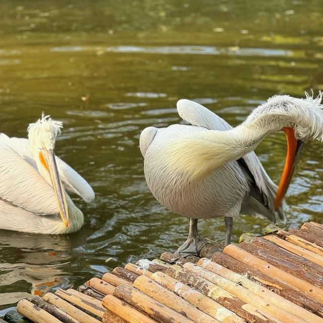 千葉市動物公園🎡動物派對