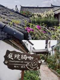 麗江民宿 | 如果你也喜歡小貓就去這個陽光庭院吧