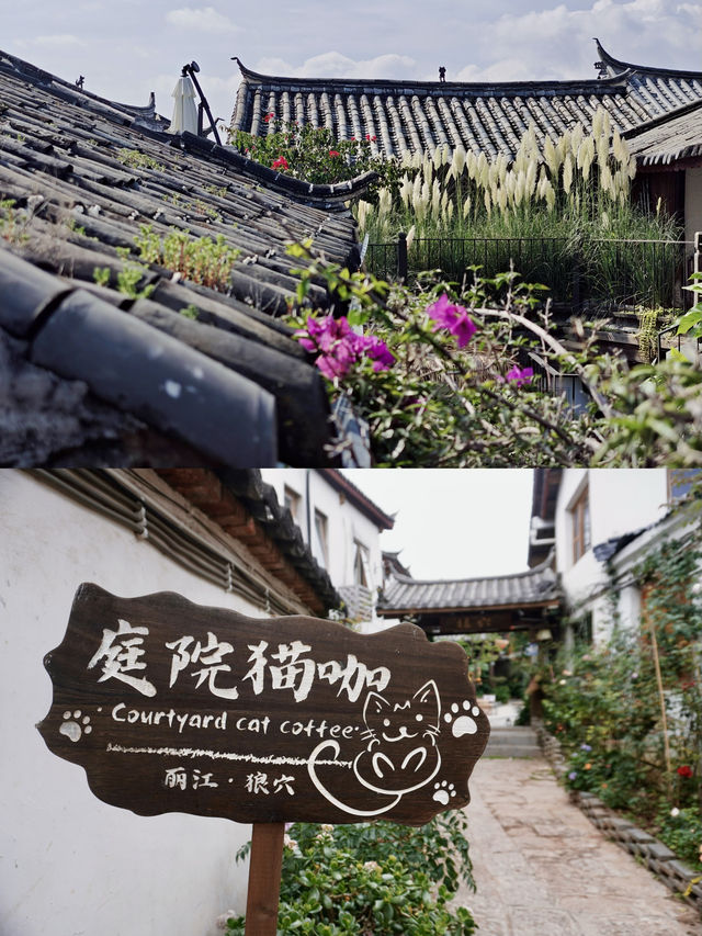 麗江民宿 | 如果你也喜歡小貓就去這個陽光庭院吧