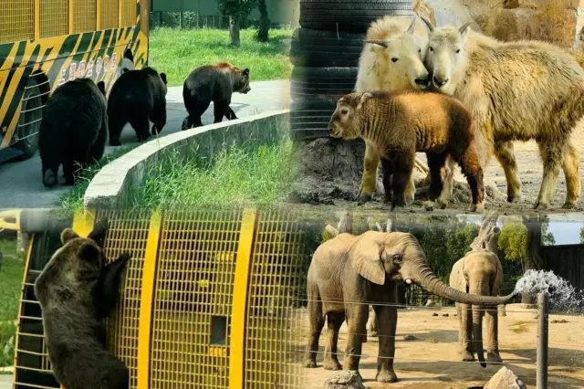 上海野生動物園｜可愛な世界に落ち込む