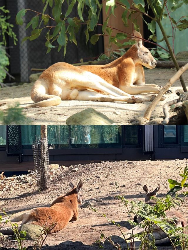 與袋鼠和考拉親密接觸吧｜澳大利亞｜悉尼｜塔龍加動物園