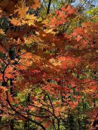 關門山國家森林公園看紅葉