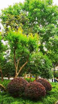 霍山公園：曾經的猶太難民活動聚會之地