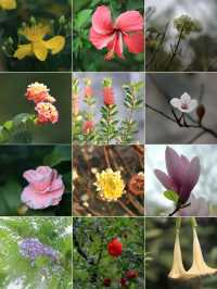 泡泡ooO 南溪山公園（大門）關注桂林|藏在市區裡的百花園香飄