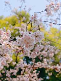 上海櫻花季3月這些地方的櫻花美到哭!