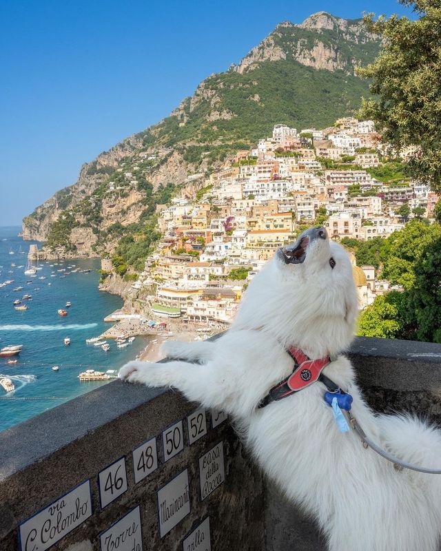 🐾😁 Wishing you a PAWsome weekend filled with smiles and adventure! Get ready to be swept away by the beauty of Positano on the breathtaking Amalfi Coast in Italy! 🌊🏖️