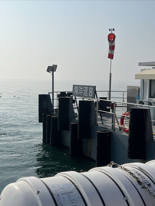 追鷗逐浪，邂逅青島冬日限定浪漫