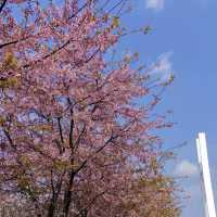 Shanghai Cherry Blossom Season