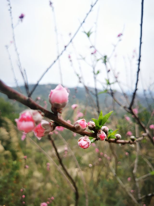 春天在哪裡？三月遊汕頭首選！濠江巨峰寺看桃花！