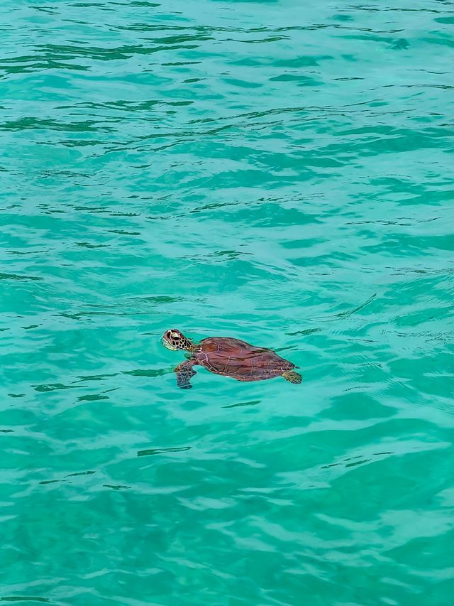 馬來西亞旅遊環滩島果凍海好多魚