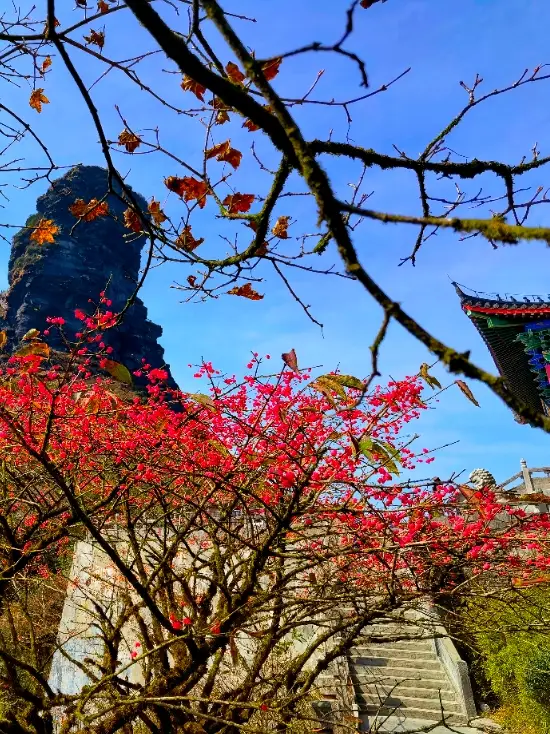 來梵淨山，與秋天相遇，半藏半露間，自有秋韻