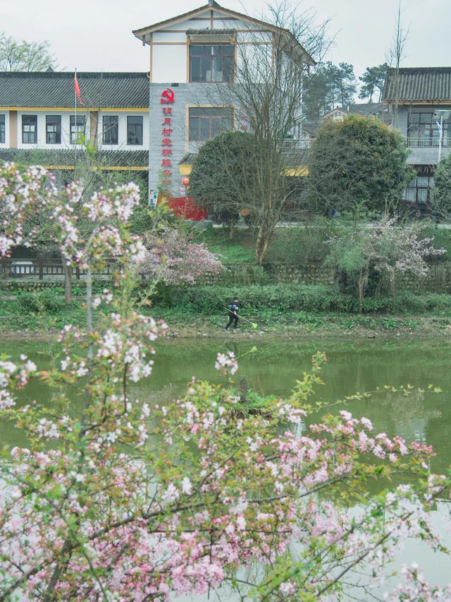 成都周邊｜太愛這個茶園裡開滿櫻花的文藝村