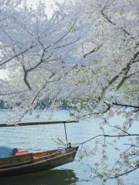 曲院風荷櫻花季：一趟沒白飛的春日之旅！