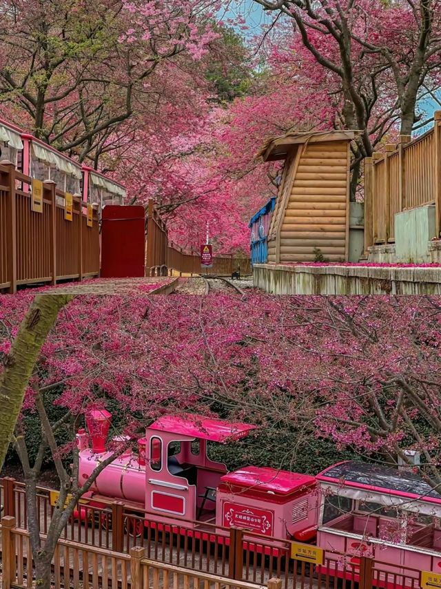別去日本看櫻花了，來這裡吧，也很美