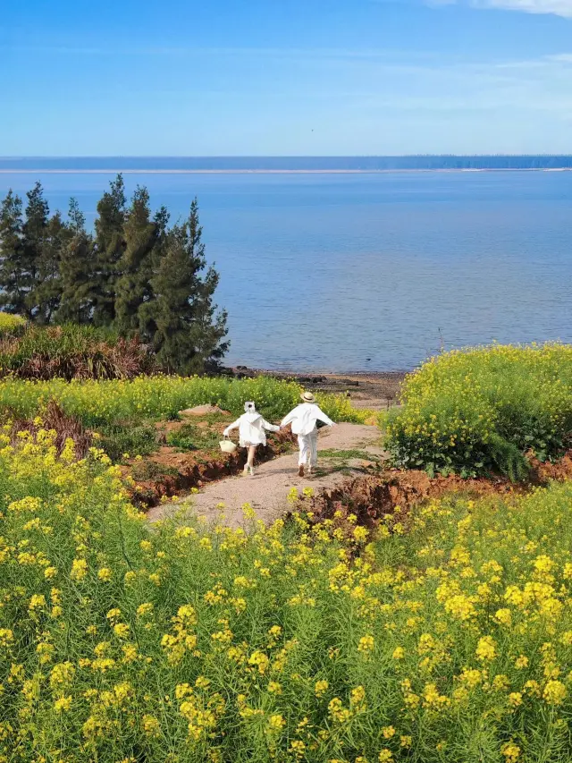 I've discovered the most beautiful rapeseed flower sea in Fujian