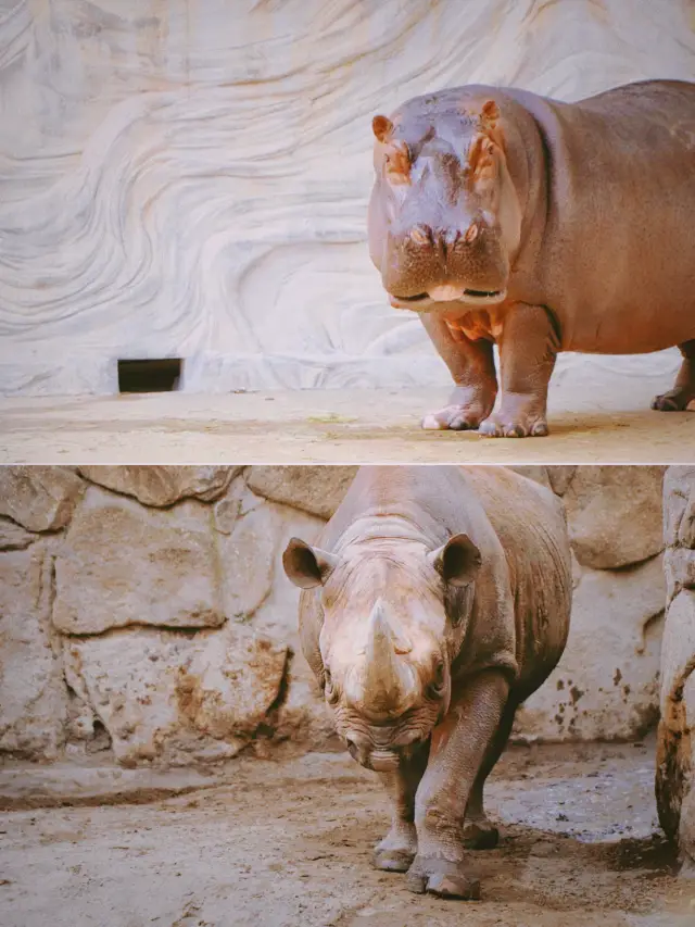 Spring | As everything comes back to life, the grand animal show at Ueno Zoo has begun