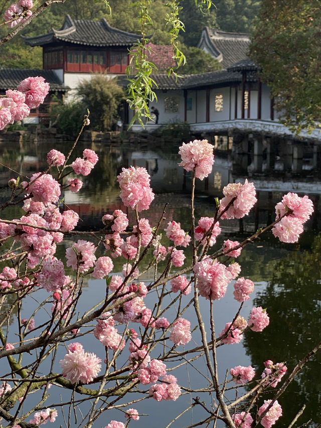 太倉，頂流的雙色桃花｜南園賞花