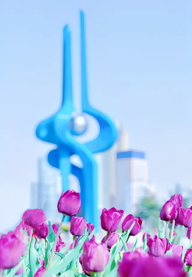 Come to Jinan Quancheng Square to see the tulips