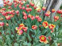 福州沙灘公園賞花行