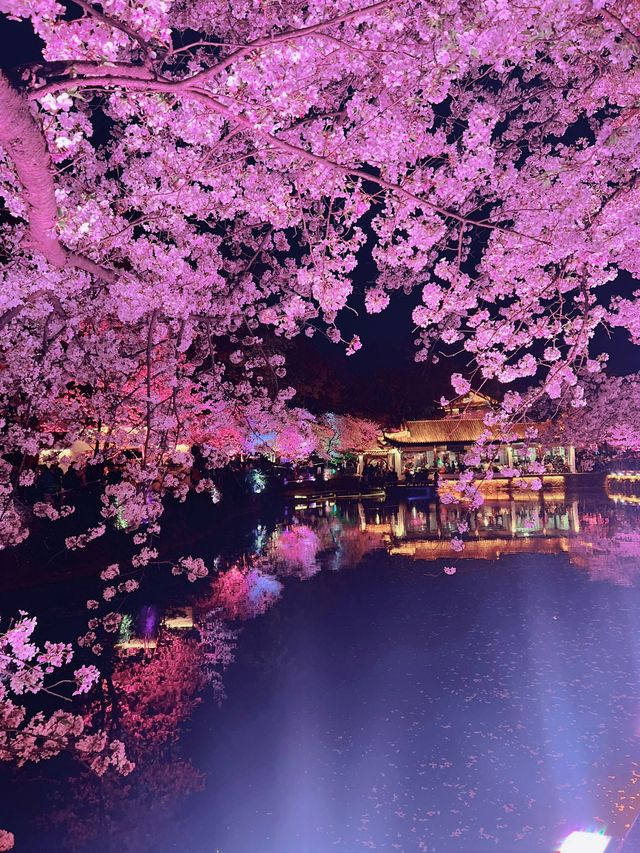 春風十里，不如黿頭渚的櫻花與你相遇