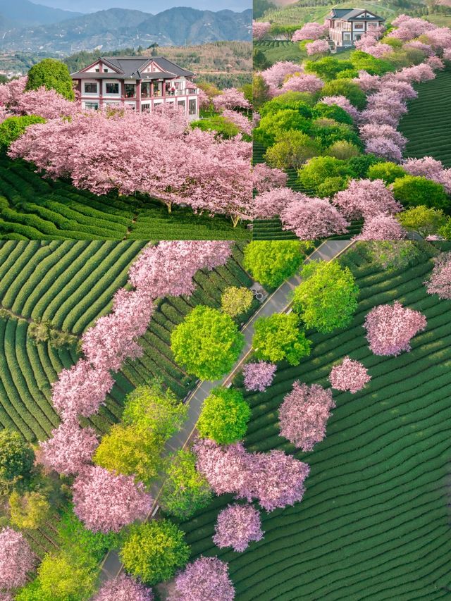 福建萬畝櫻花茶園，美到上雜誌封面！