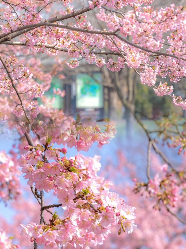 上海｜辰山植物園美的不是景點，而是春天本身
