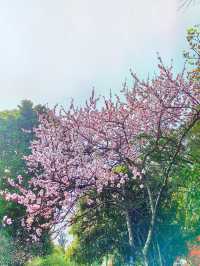 春日賞花記：鴻思寺公園
