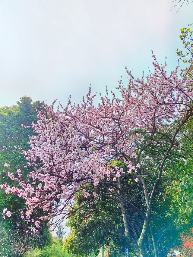 春日賞花記：鴻思寺公園