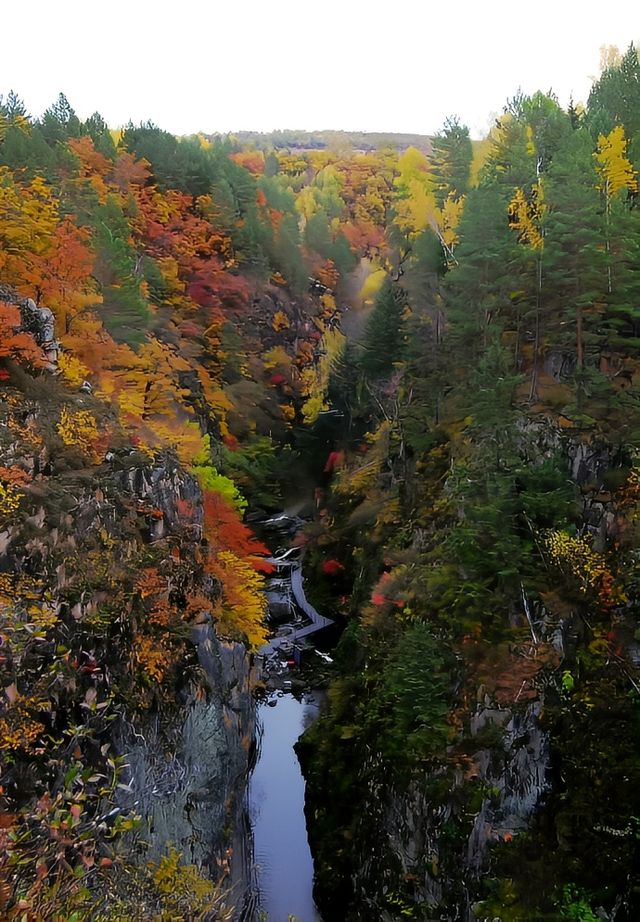 黑龍江·伊春原生態的森林美景