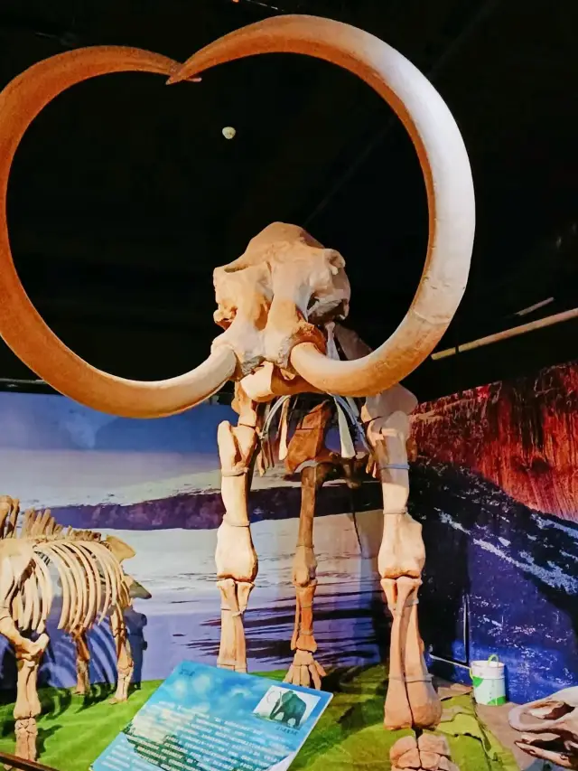 Harbin Treasure Museum: Discover Mammoth and Dinosaur Fossils!