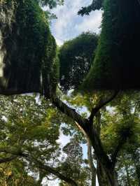 新加坡福康寧公園樹洞艱難打卡