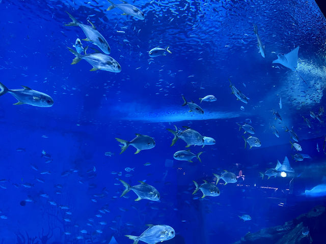 中秋國慶去哪玩?來上海海昌海洋公園看遍全國民族風 中秋國慶去哪玩?來上海海昌海洋公園看遍全國民族風
