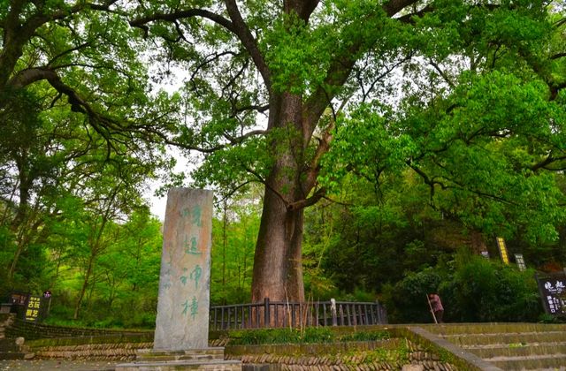 婺源曉起丨因一朵菊花被光緒帝賜名的古村