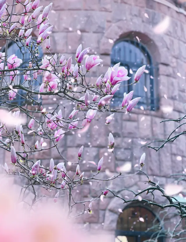 Signal Hill Park in Qingdao is a popular spot when the flowers are in bloom