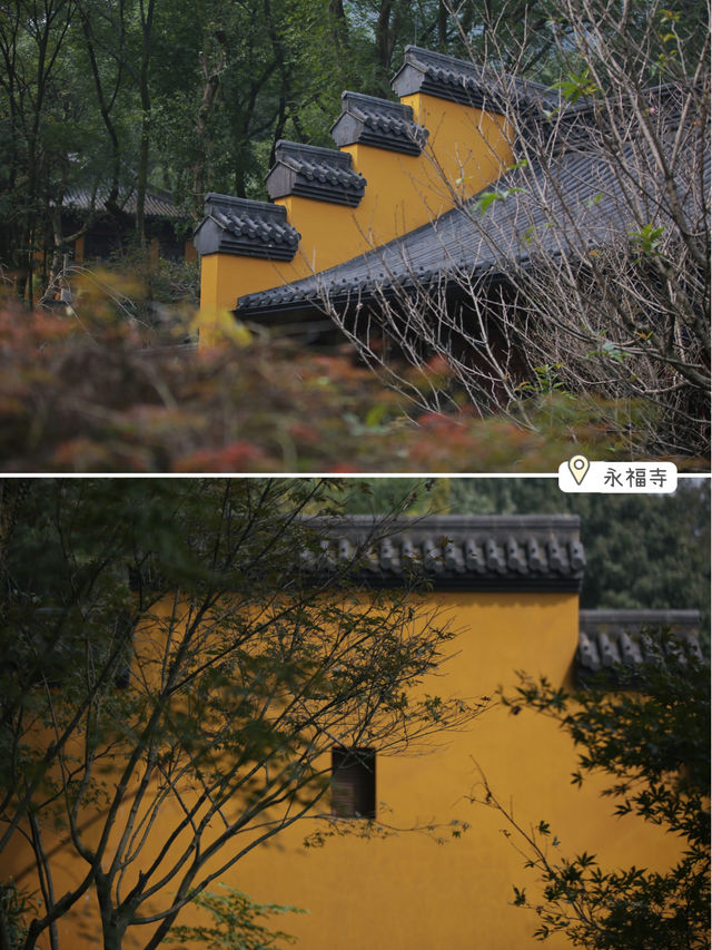 Beyond the Lingyin Temple, I recommend two serene spots for appreciating osmanthus. They are perfect for those who follow the Buddhist way of life, enjoy petting cats, and savor temple coffee.