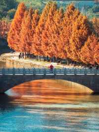 In the deep autumn of Xi'an, the oil painting-like water shirt forest exudes a full cinematic feel🎬.