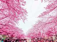 Hanami Festive and Happiness Bloom