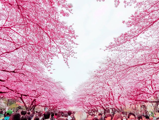 Hanami Festive and Happiness Bloom