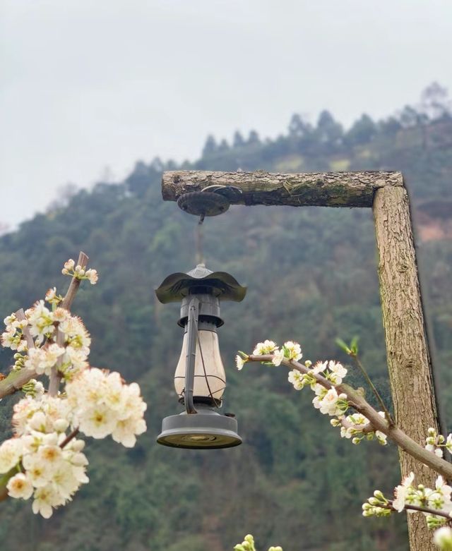 春暖花開|這個時節來這剛剛好