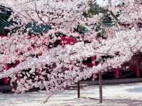 Sakura Bloom in Family Park