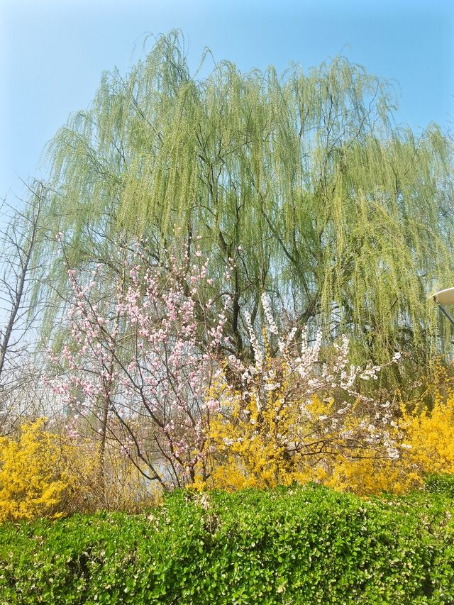 春天的美景荡漾在石家庄水上公園