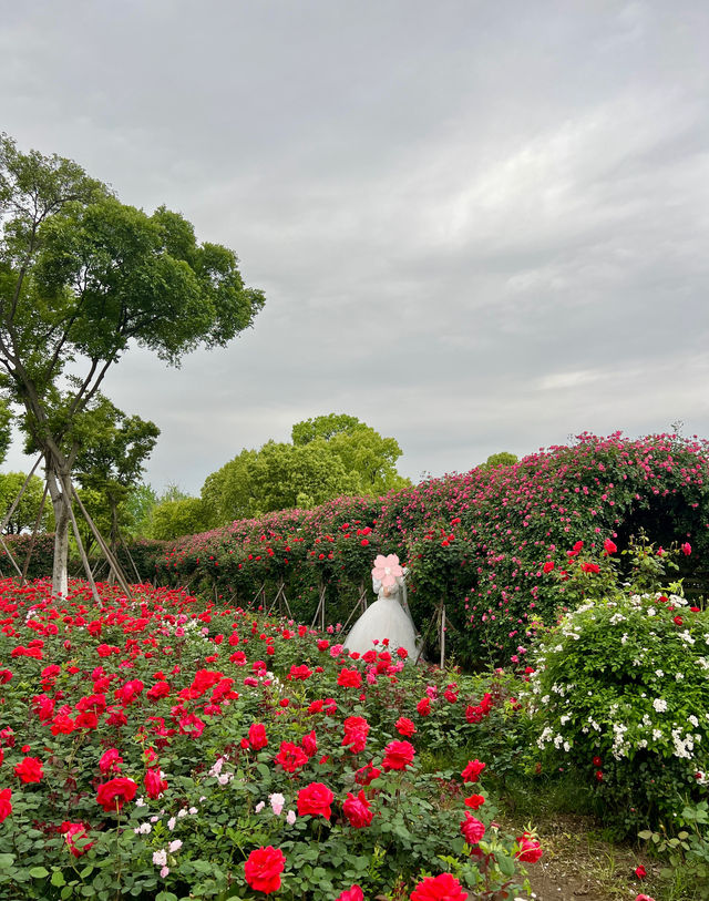 杭州滨江｜白馬湖的薔薇開了，美成了愛麗絲夢遊仙境！
