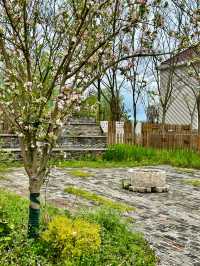 在這個有風的季節,去一次崇明島吧吧!